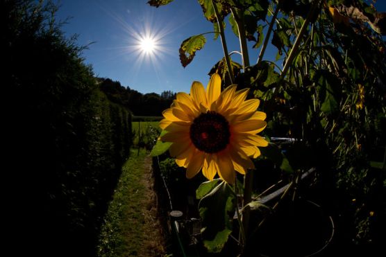 Sonnenblume